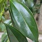 Cinnamomum verum Blad