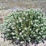 Teucrium dunense Hábito