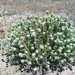 Teucrium dunense Habitus