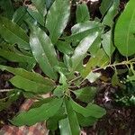 Manilkara staminodella Leaf