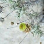 Phagnalon saxatile Λουλούδι