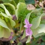 Origanum rotundifolium 花