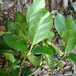 Psychotria goniocarpa 整株植物