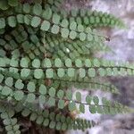 Asplenium trichomanesΦύλλο