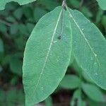 Lonicera nigra Leaf