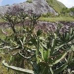 Euphorbia letestui