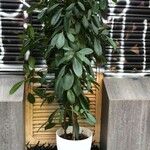 Ficus cyathistipula Φύλλο