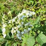 Verbesina virginica Flor