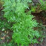 Osmunda regalis Blad