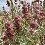 Salvia dorrii Cvet