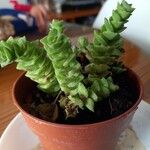 Crassula perforata Folha