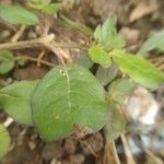 Trianthema portulacastrum Leaf