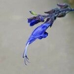 Salvia patens Virág