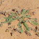 Launaea capitata Plante entière