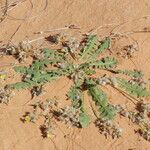 Launaea capitata Habitat