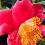 Camellia japonica Bloem