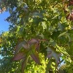 Liquidambar styracifluaЛист