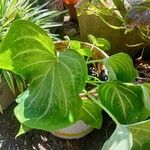 Alocasia cucullataBlad