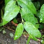 Vinca herbacea Folha