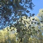 Populus alba Blatt