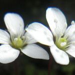 Arenaria balearica Kwiat