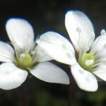 Arenaria balearica Blüte