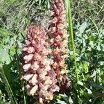 Orobanche amethysteaFlower