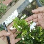 Jasminum sambac Blüte