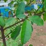 Garcinia brasiliensis 葉