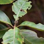 Cunonia balansae Hoja
