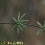 Galium obliquum Leaf