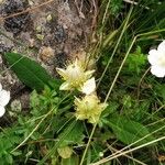 Parnassia palustris Kwiat