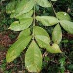 Swartzia nicaraguensis Leaf