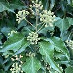 Hedera colchica Fruit