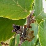 Hamamelis mollis Fruit