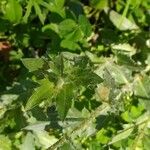 Carthamus caeruleus 葉