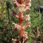 Orobanche artemisiae-campestris Квітка