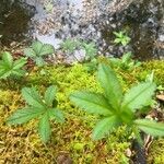 Potentilla simplex Leaf