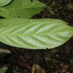 Ampelocera macrocarpa Leaf