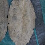 Celtis prantlii Hoja