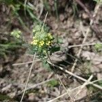 Alyssum alyssoides फूल