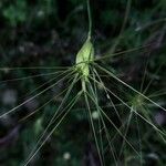 Aegilops geniculata Hoja