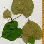 Vitis tiliifolia その他の提案