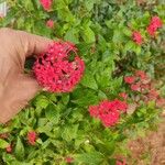 Pentas lanceolata ᱵᱟᱦᱟ