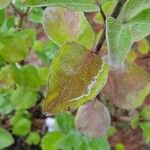 Vitex trifolia Blatt