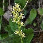Tofieldia calyculata Flower