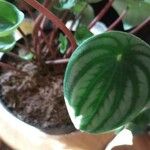 Peperomia argyreia Leaf