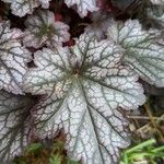 Heuchera micrantha Folha