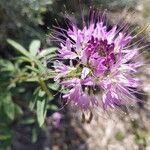 Cleome serrulata Flor