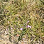 Hedeoma drummondii Hábito